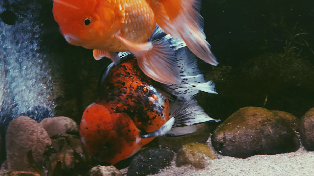 Oranda: Creare un Habitat Perfetto