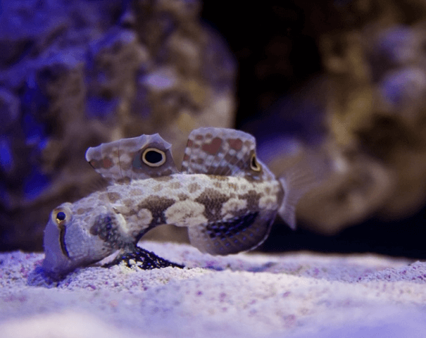 Sabbia per Acquario Marino : Guida Completa