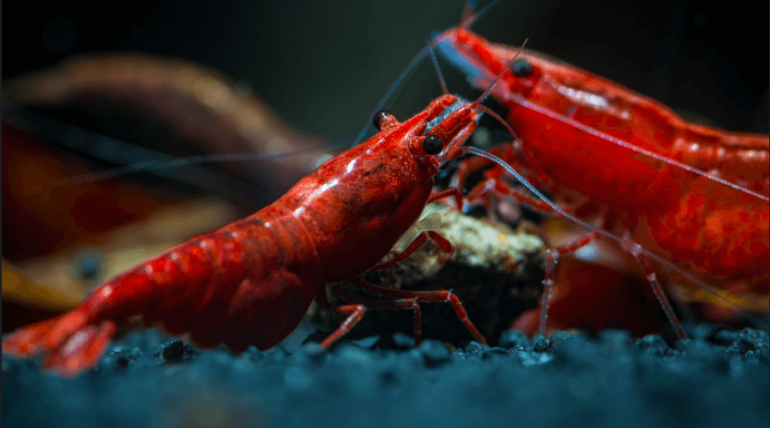 Caridine: I Segreti di Questi Affascinanti Crostacei d’Acqua Dolce