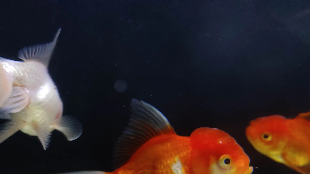 Origini e Caratteristiche dell'Oranda Testa di Leone