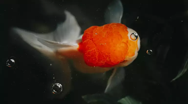 Oranda Testa di Leone: Guida alla Salute e Benessere