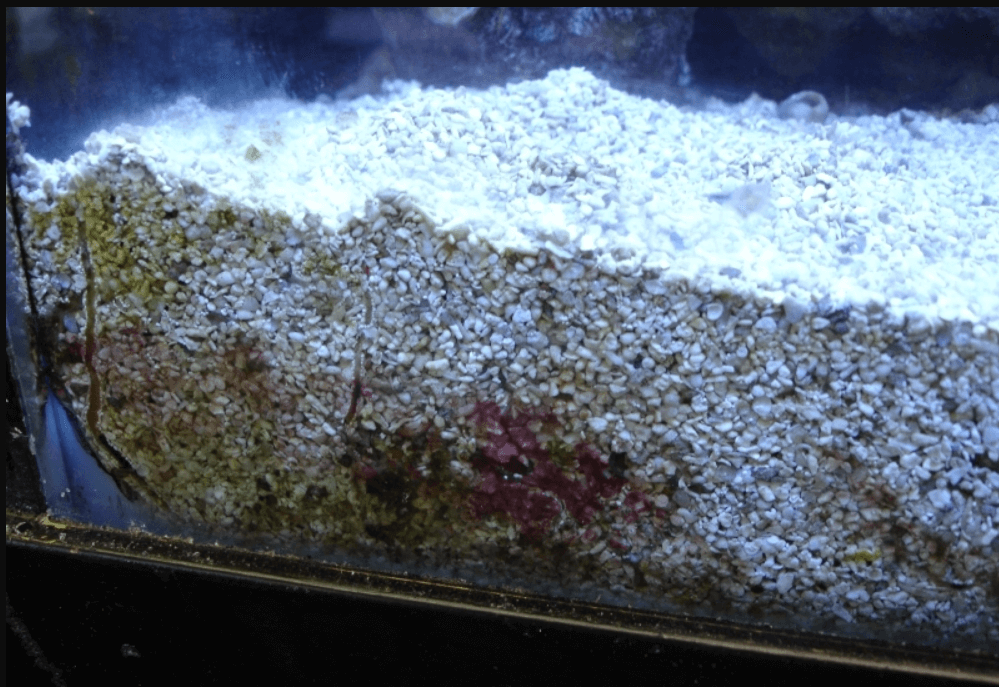 Deep Sand Bed: Il Fondamentale per un Acquario Sano