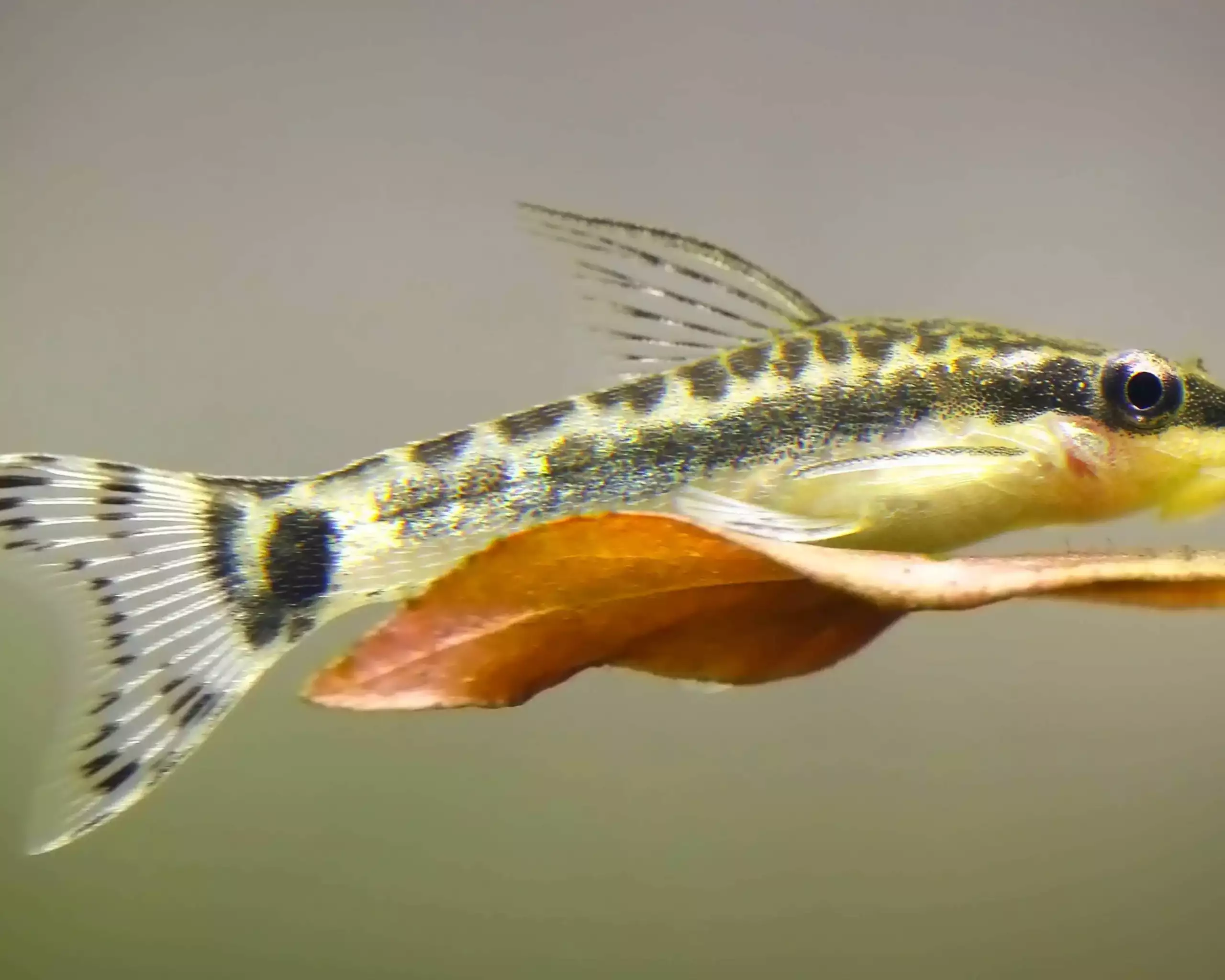 Pesci Pulitori: Alleati nella Manutenzione dell’Acquario