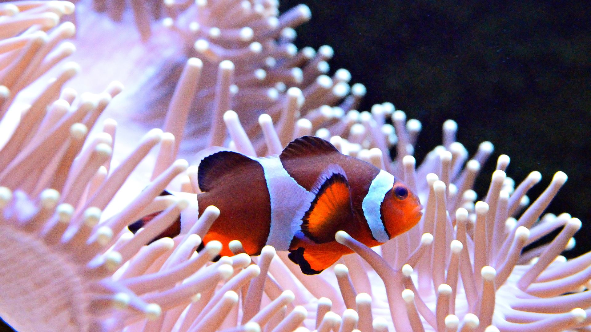 Pesce pagliaccio: piccolo, colorato e pieno di sorprese.